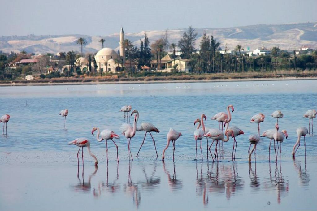 Ithaki Phinikoudes Apartment 307 Larnaca Quarto foto
